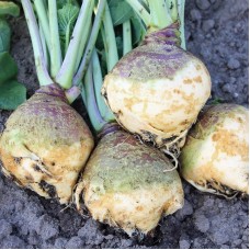 Organic Swede - 'Friese Gele'